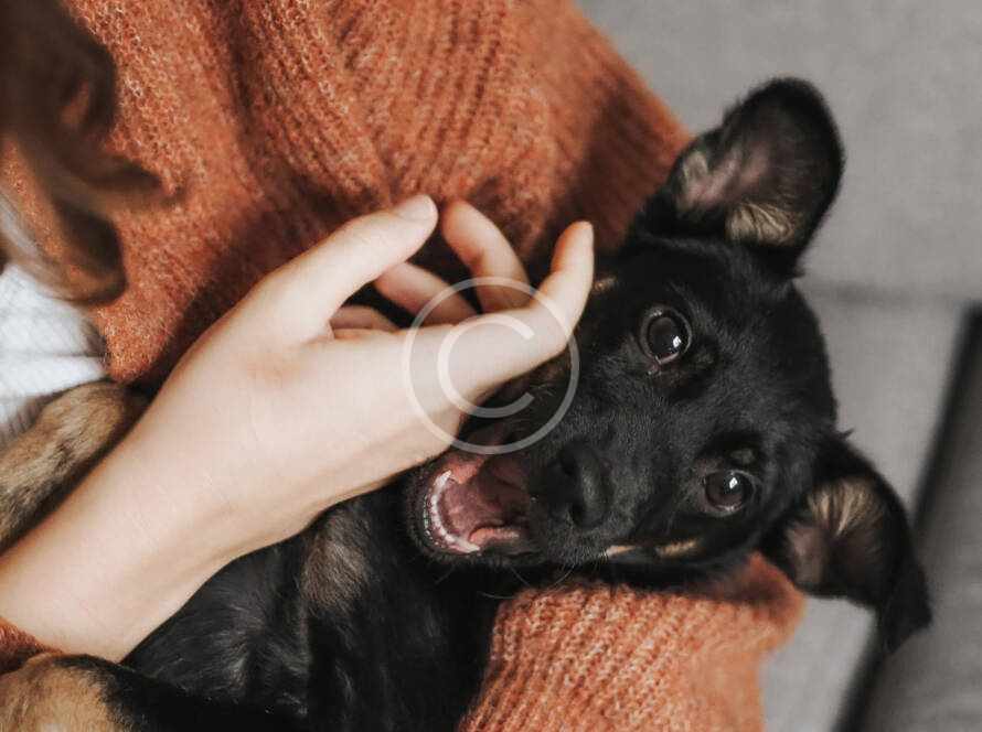 vet image4 copyright