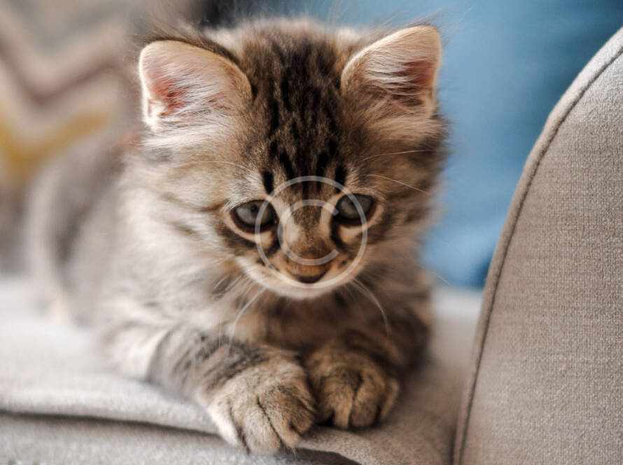 vet image9 copyright