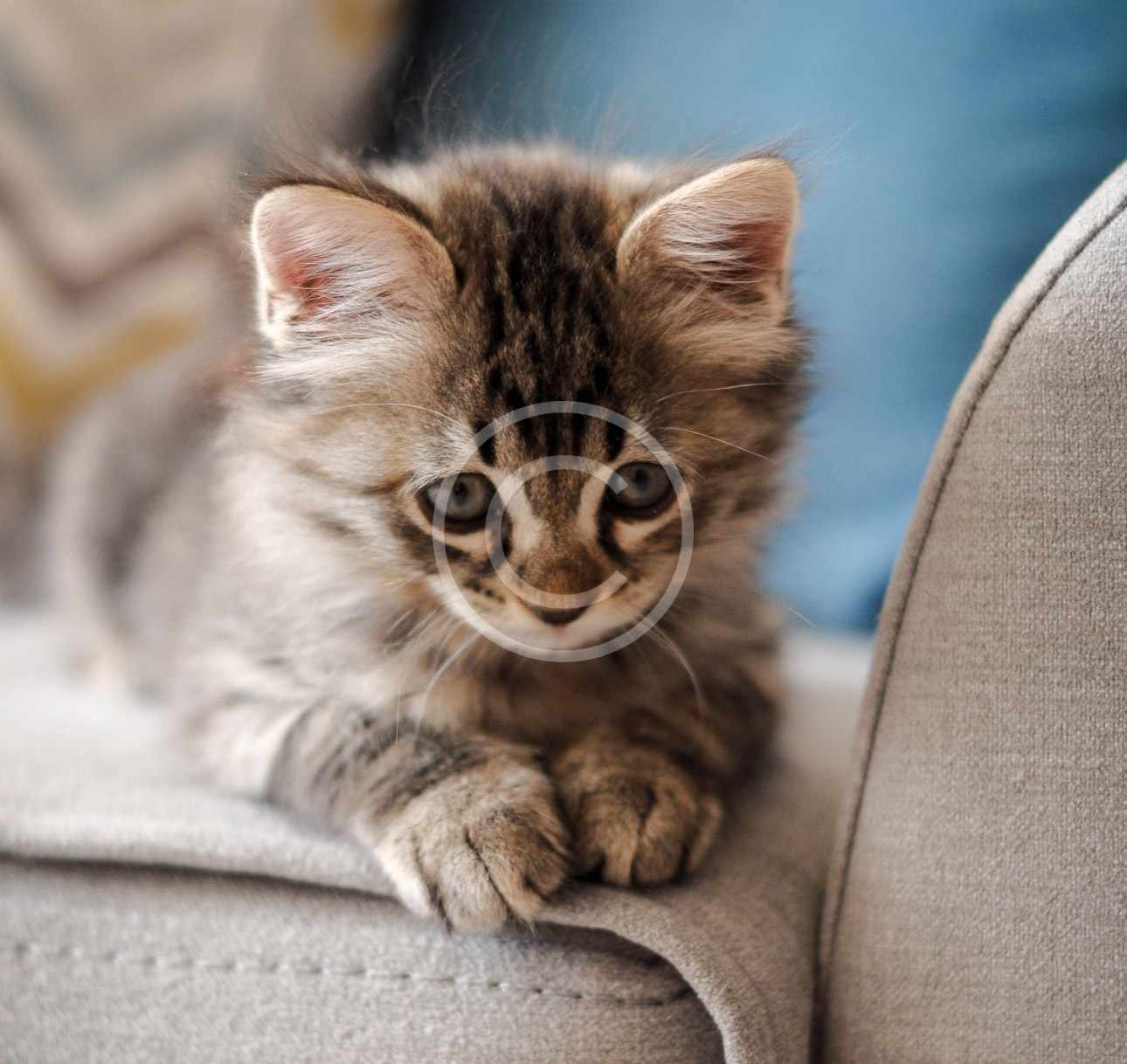 Emergency Services 1 Emergency Services